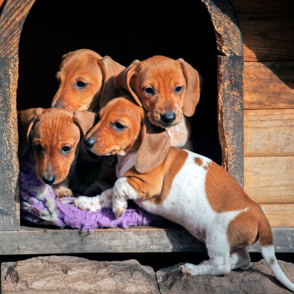 Cuccia per cani piccola taglia: una guida con i modelli da esterno