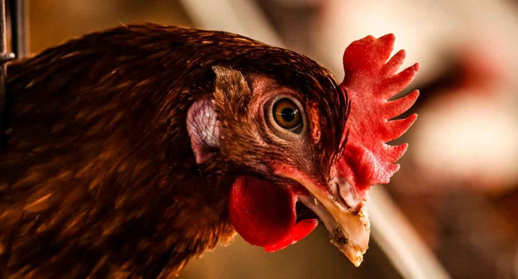 Quanto vive una gallina? Quante uova fa? Domande e risposte, con curiosità e consigli utili