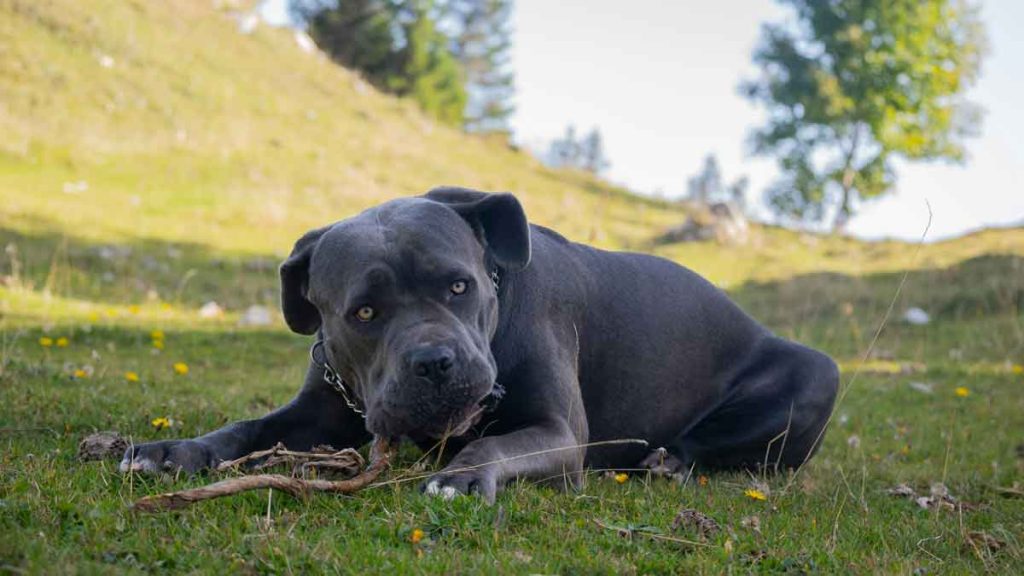 cane corso